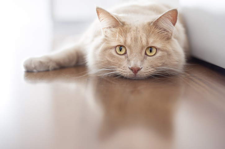 Image showing a cat laying down on floor