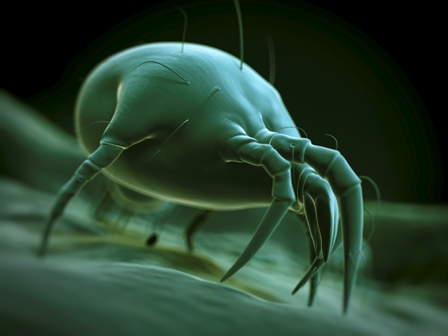 Highly magnified digital rendering of a dust mite with clawed legs and fine hair-like structures.